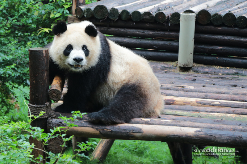 The Panda is synonymous with Chengdu, China.
