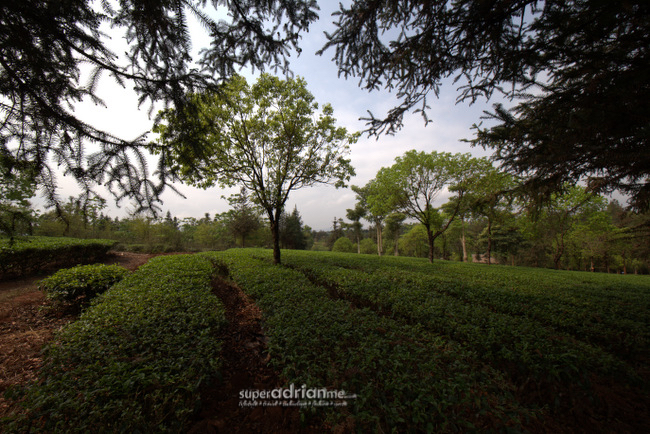 1500 hectares Tea Horse Road housing a tea plantation.