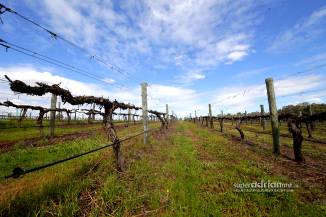 Vineyards in Swan Valley, Australia