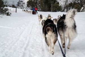 sled dog tour in Mount Buller