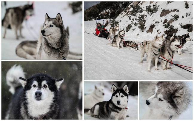 Sled dog tour in Mount Buller