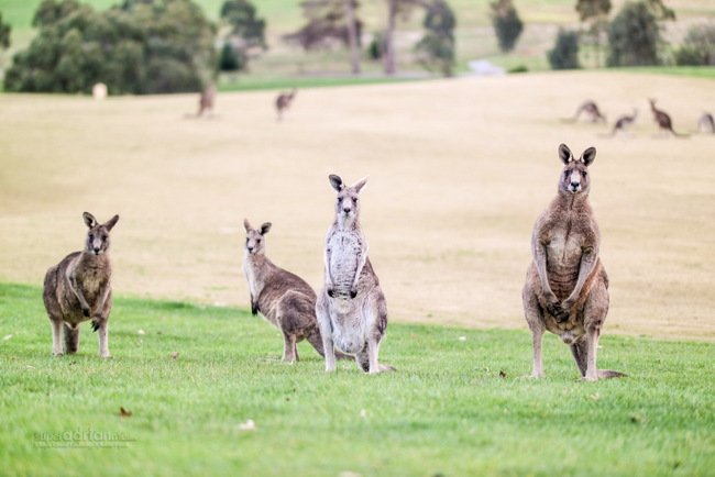 Kangaroos on the golf course at Yarra Valley Lodge 