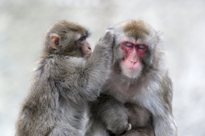 Japanese macaques (shutterstock image)