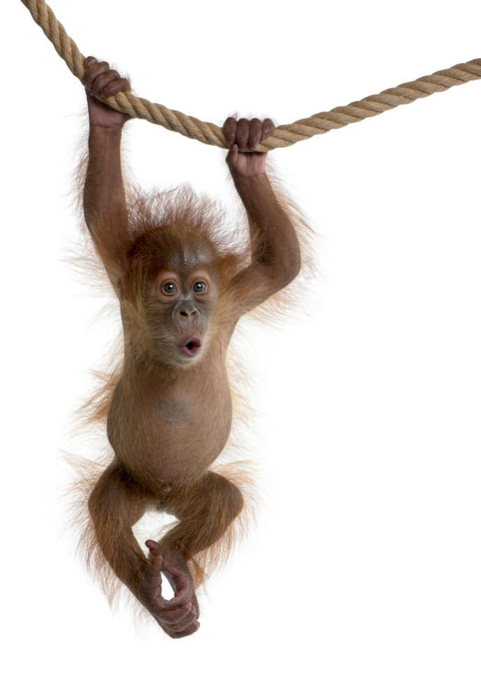 Four month old Baby Sumatran Orangutan (Shutterstock Image)
