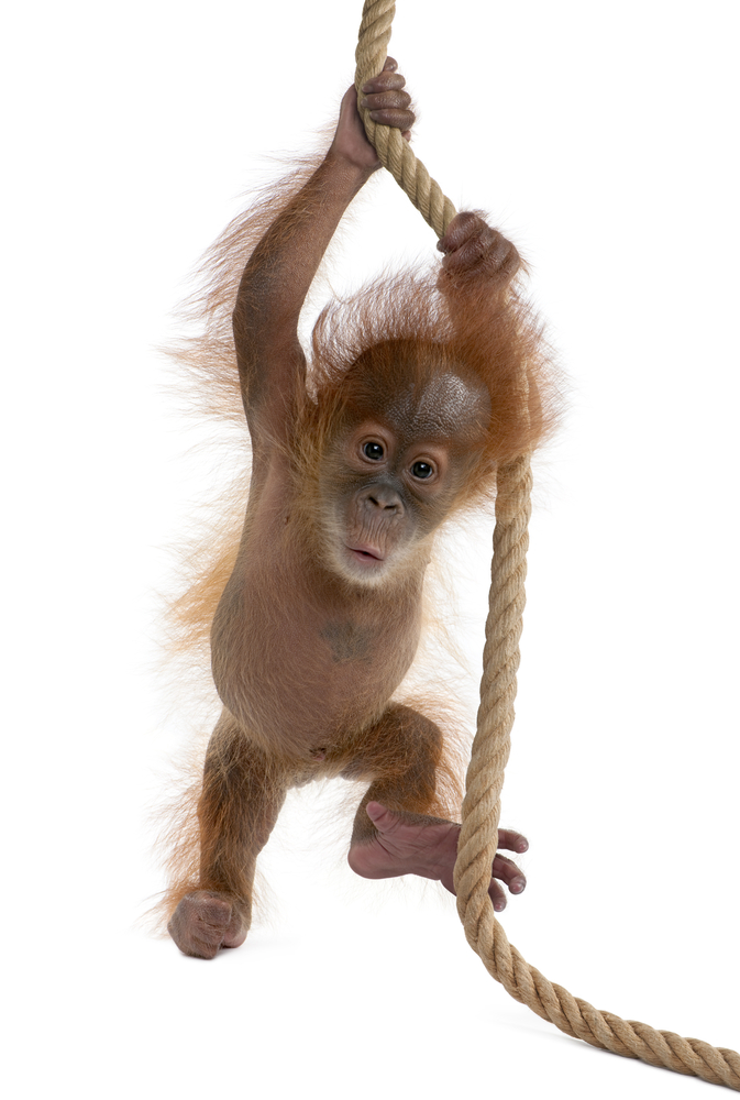 Four month old Baby Sumatran Orangutan (Shutterstock Image)