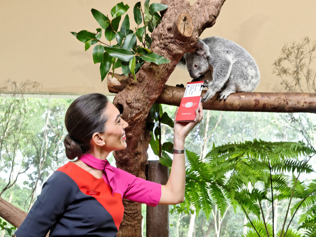 Koala bears Singapore Zoo Qantas
