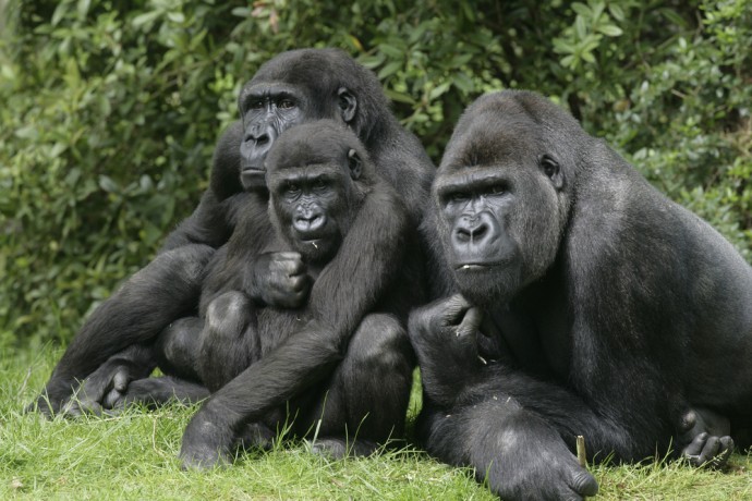 Gorillas (Shutterstock image)