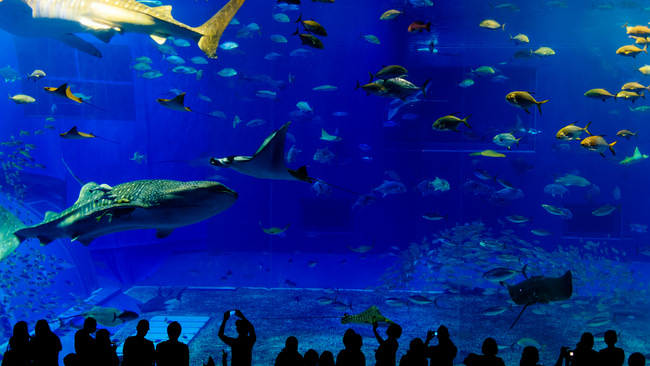 Shutterstock - Okinawa Aquarium