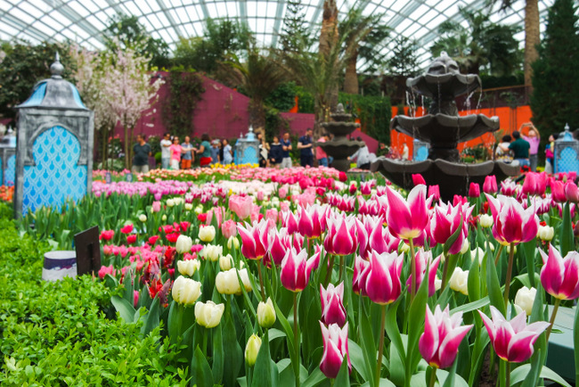 Tulipmania in Gardens by the Bay (Gardens by the Bay photo)