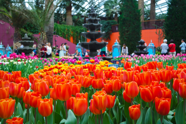 Tulipmania in Gardens by the Bay (Gardens by the Bay photo)
