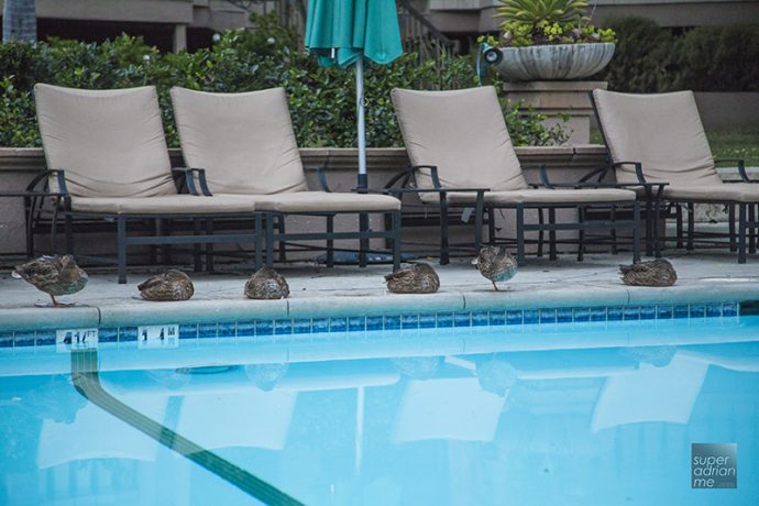 the-langham-huntington-pasadena-ducks-resting-by-the-pool