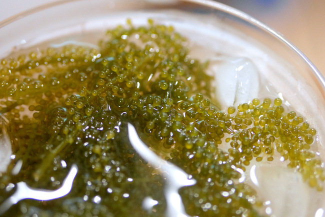 Meal Belly grows their green caviar in Vietnam, where the conditions are specifically adjusted to match those in Okinawa, Japan. Here is an example of how they look like out of the packet and soaking in ice water.
