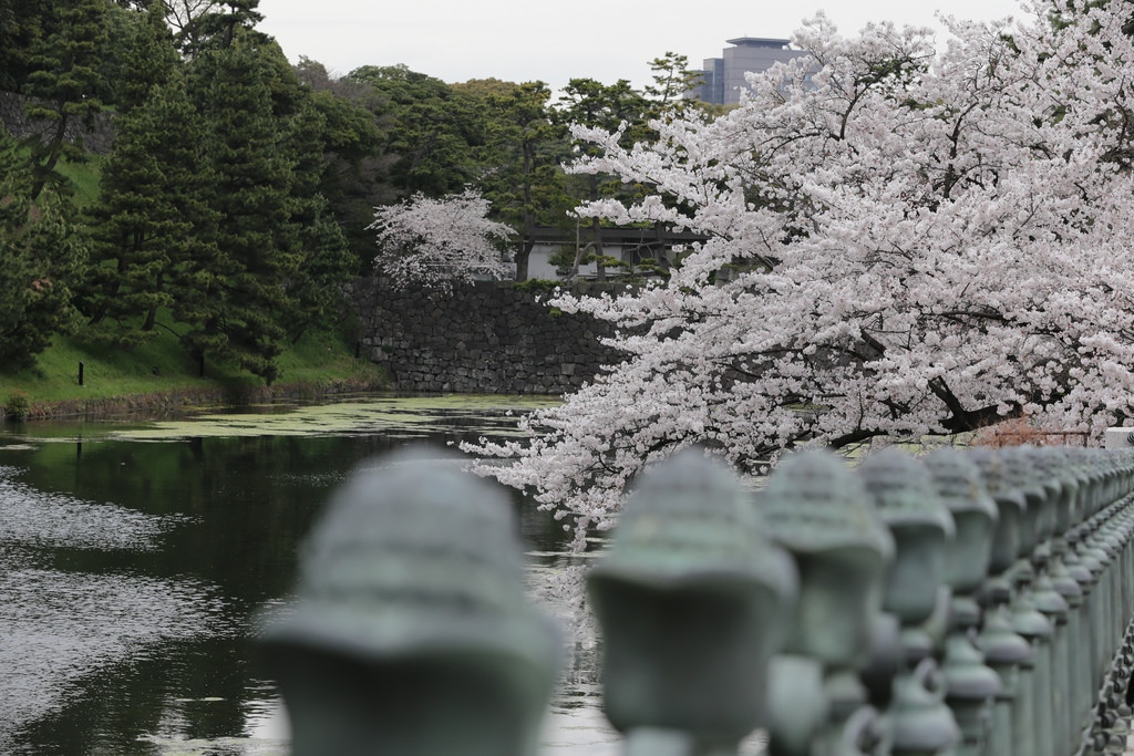 Serene in Tokyo