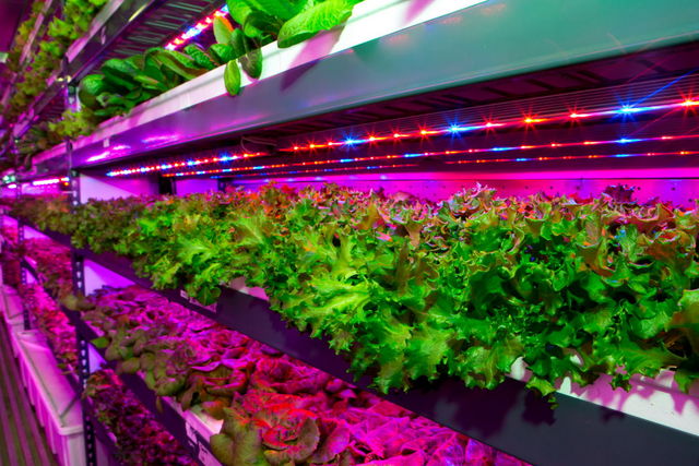 The state-of-the-art vertical farming facility will harvest three US tons (2,700 kg) of herbicide-free and pesticide-free leafy greens daily (Emirates photo)