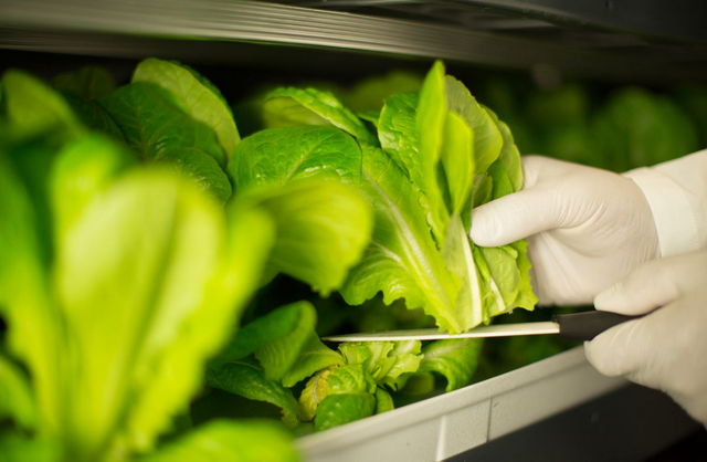 The fresh products will reach the customers within hours of harvest, maintaining high nutritional value (Emirates Photo)