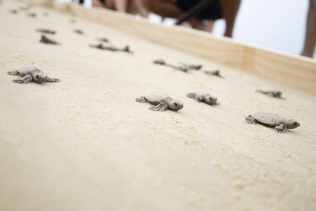 100 Hawksbill Turtles hatched on Sentosa's Tanjong Beach on 3 September 2019 (SDC Photo)