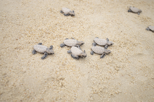 100 Hawksbill Turtles hatched on Sentosa's Tanjong Beach on 3 September 2019 (SDC Photo)