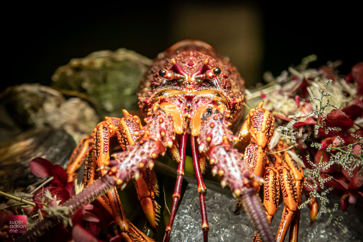 These Beautiful Dragon Tasmania Wild Southern Rock Lobsters Are