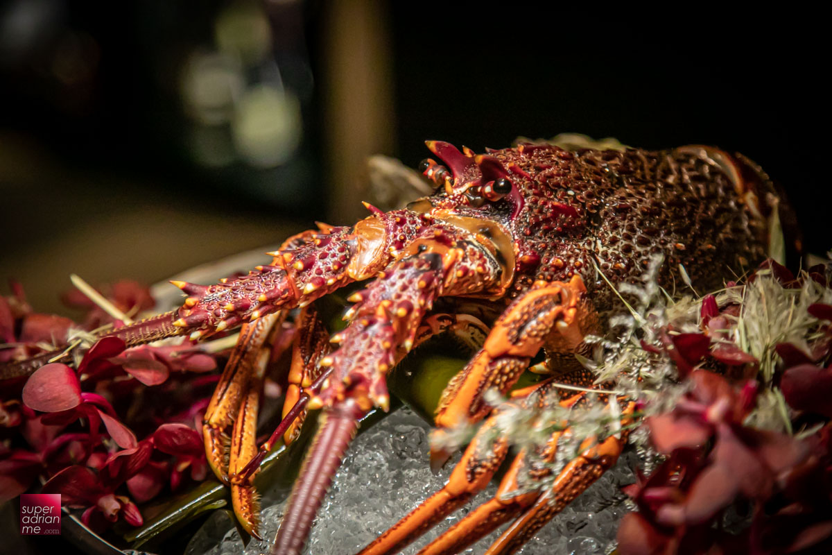 These Beautiful Dragon Tasmania Wild Southern Rock Lobsters Are