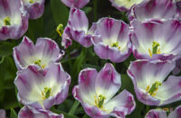 Ordering Flowers - Tulips