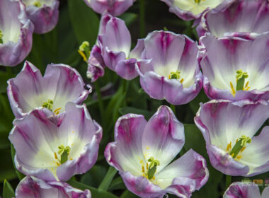 Ordering Flowers - Tulips