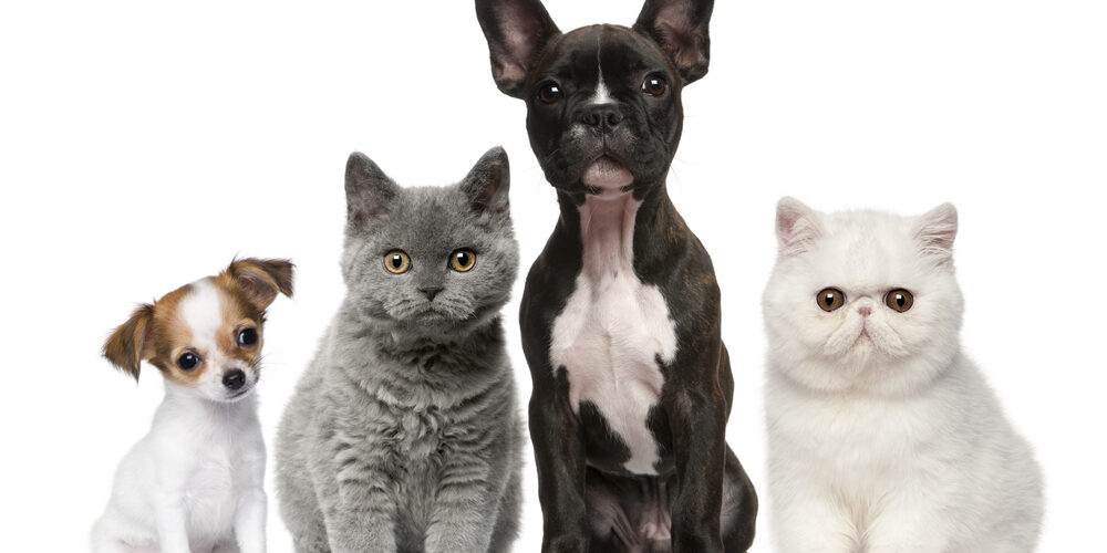 Group of dogs and cats in front of white background (Depositphotos.com photo)