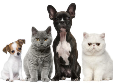 Group of dogs and cats in front of white background (Depositphotos.com photo)
