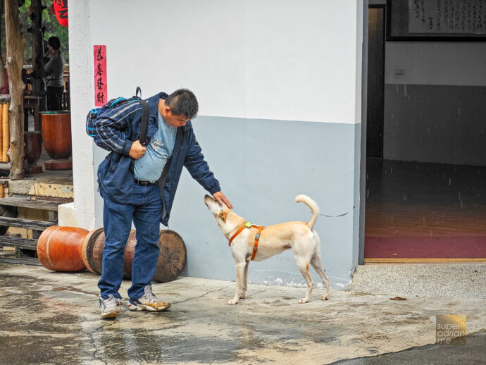 The friendly neighbourhood dog at Owners of 阿里山龍雲農場| Long Yun Leisure Farm in Chiayi County, Taiwan