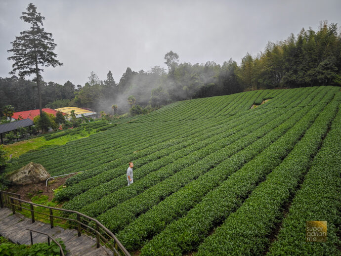 Shot in Chiayi County in  Taiwan - Long Yun Leisure Farm 2023