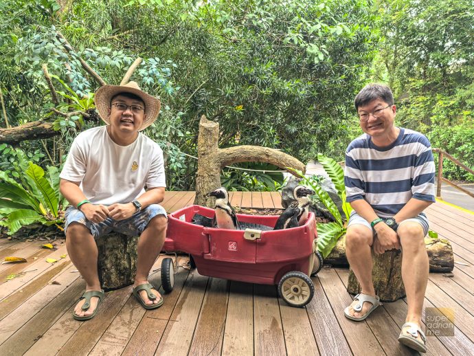 Singapore Zoo - Breakfast in the Wild - Interactions with Animal Ambassadors   - African Penguins