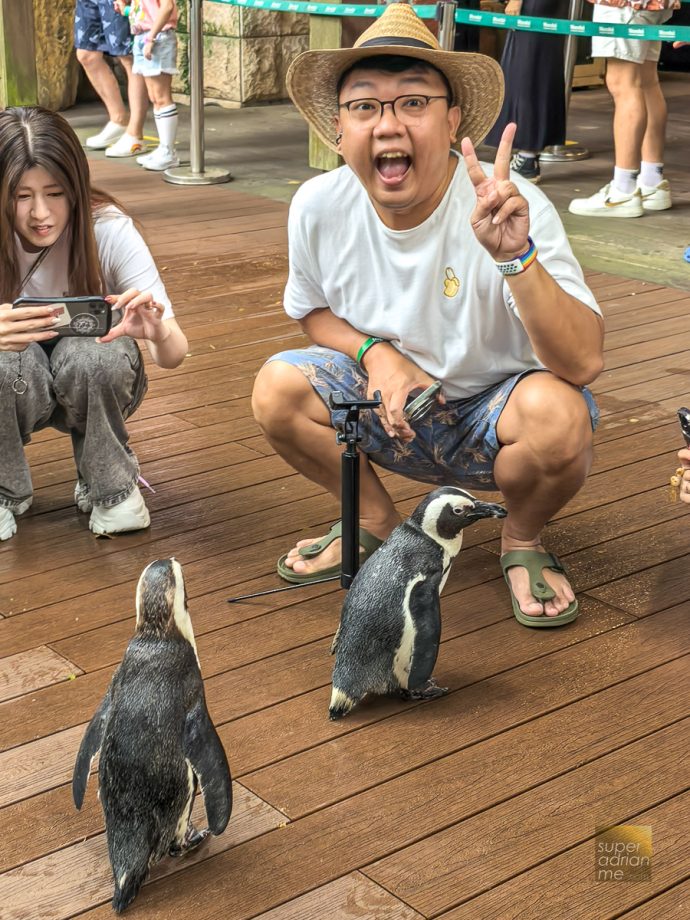 Singapore Zoo - Breakfast in the Wild - Inquisitive African Penguins