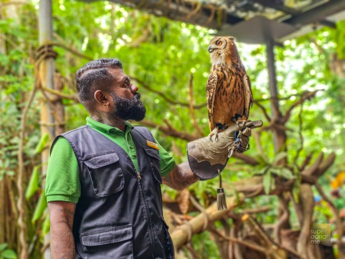 Singapore Zoo - Breakfast in the Wild - Bengal Eagle Owl can turn its head 270 degrees