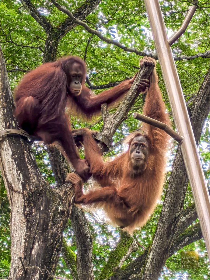 Singapore Zoo - Breakfast in the Wild - Orangutans hanging around