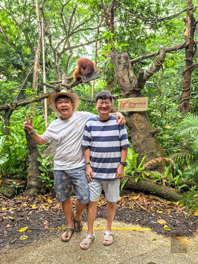 Singapore Zoo - Breakfast in the Wild - Interactions with Animal Ambassadors   - Orangutans