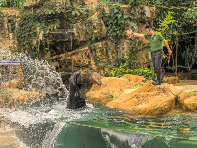 Singapore Zoo - Splash Safari - California Sea Lion