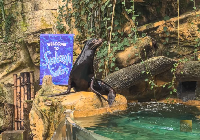 Singapore Zoo - Splash Safari - California Sea Lion