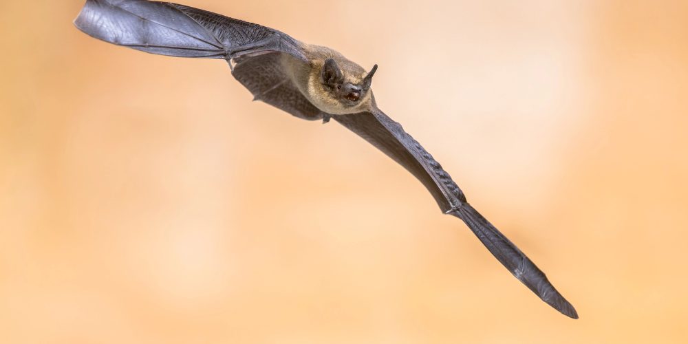 A flying Bat (Depositphotos photo)