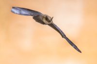 A flying Bat (Depositphotos photo)