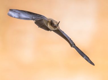 A flying Bat (Depositphotos photo)