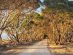 CABN X Kangaroo Island on Cape St Albans drive through canopy