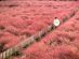 Shanghai - 嘉北郊野公园 (Jiabei Country Park) - Muhly Grass season