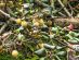 Kiwi Orchard at Sheipa Leisure Farm in Taiwan - July 2024