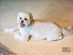Great World Residences - Pet friendly