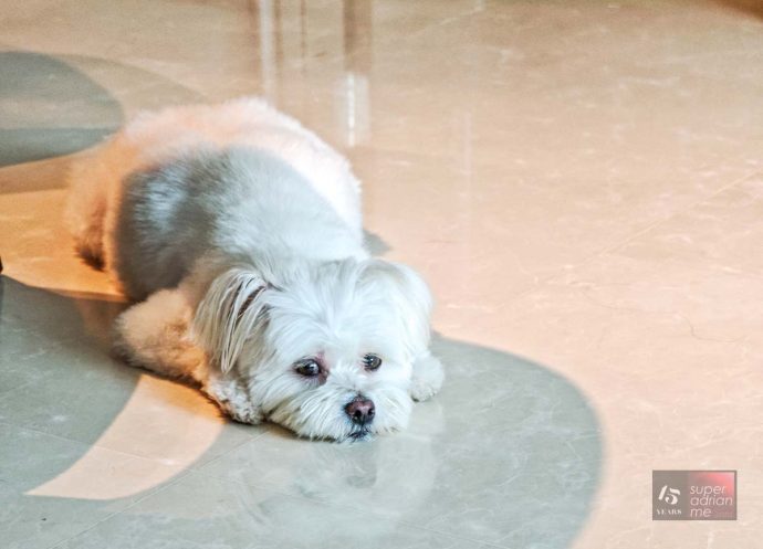 Great World Residences - March 2025 - -1743412374949 | SUPERADRIANME.com Great World Residences - Pet friendly