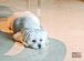 Great World Residences - Pet friendly