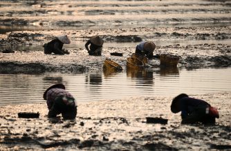 Harvesting Razor Clams 01