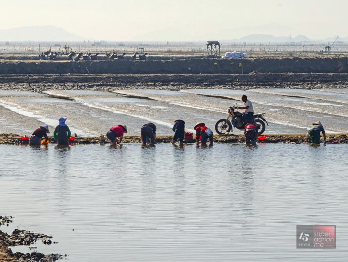 PUTIAN - Harvesting Duotou Clams - April 2025 - -1 | SUPERADRIANME.com Harvesting Duotou Clams in Putian