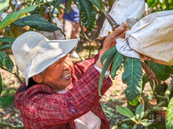 PUTIAN - Sweet Loquat Farm - April 2025 - -135742 | SUPERADRIANME.com Harvesting Loquats