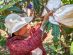 Harvesting Loquats