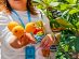 Plump loquats freshly harvested